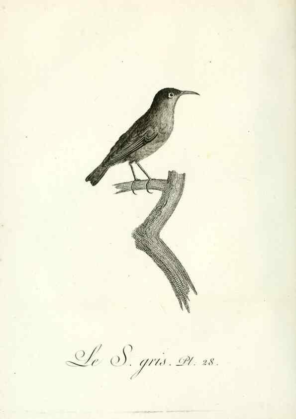Reproducción/Reproduction 8220336315: Histoire naturelle et générale des grimpereaux et des oiseaux de paradis /. Paris :Desray ,an XI = 1802.