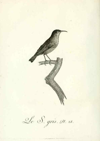 Reproducción/Reproduction 8220336315: Histoire naturelle et générale des grimpereaux et des oiseaux de paradis /. Paris :Desray ,an XI = 1802.