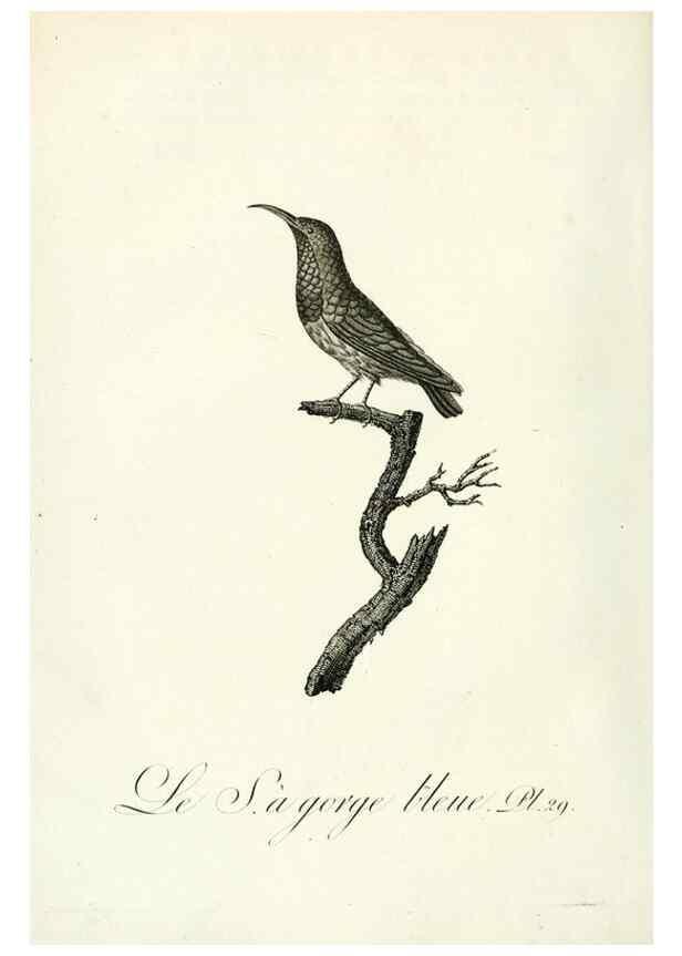 Reproducción/Reproduction 8220336701: Histoire naturelle et générale des grimpereaux et des oiseaux de paradis /. Paris :Desray ,an XI = 1802.