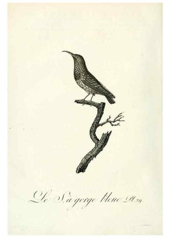 Reproducción/Reproduction 8220336701: Histoire naturelle et générale des grimpereaux et des oiseaux de paradis /. Paris :Desray ,an XI = 1802.
