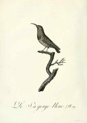 Reproducción/Reproduction 8220336701: Histoire naturelle et générale des grimpereaux et des oiseaux de paradis /. Paris :Desray ,an XI = 1802.