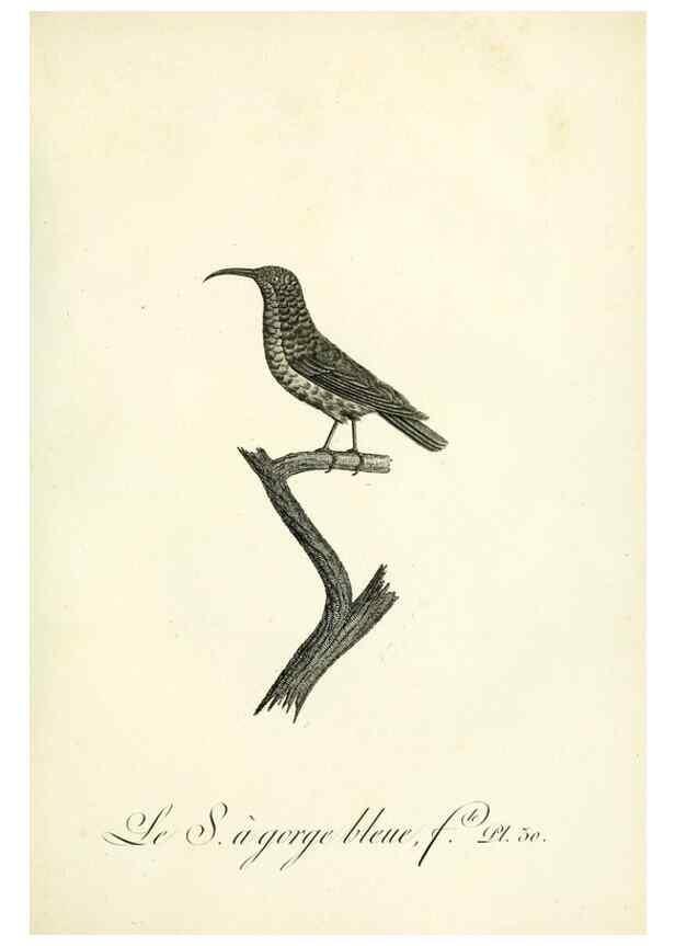 Reproducción/Reproduction 8221416744: Histoire naturelle et générale des grimpereaux et des oiseaux de paradis /. Paris :Desray ,an XI = 1802.