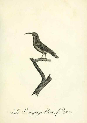 Reproducción/Reproduction 8221416744: Histoire naturelle et générale des grimpereaux et des oiseaux de paradis /. Paris :Desray ,an XI = 1802.