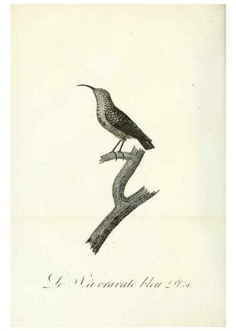 Reproducción/Reproduction 8220337601: Histoire naturelle et générale des grimpereaux et des oiseaux de paradis /. Paris :Desray ,an XI = 1802.