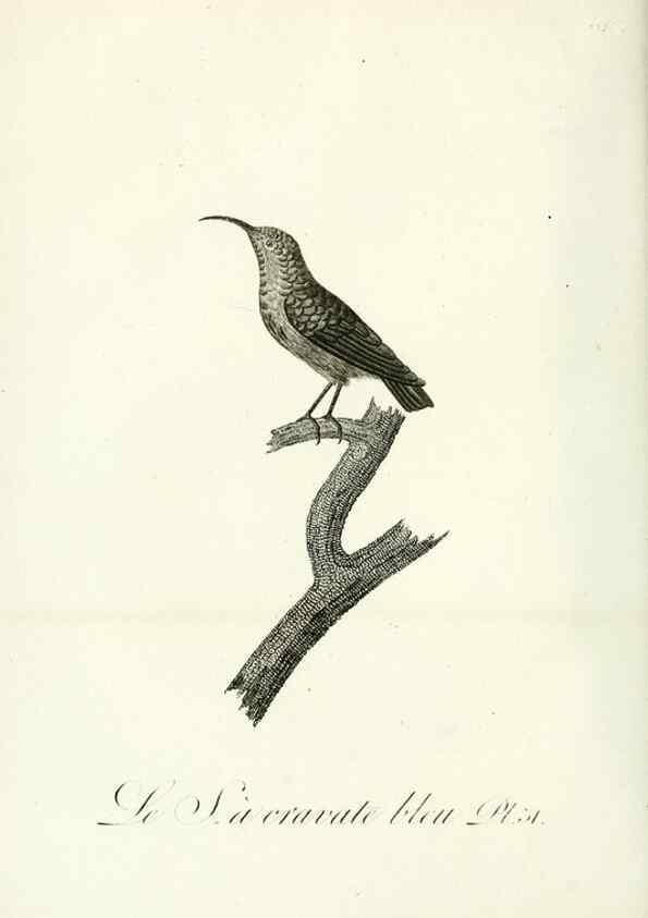 Reproducción/Reproduction 8220337601: Histoire naturelle et générale des grimpereaux et des oiseaux de paradis /. Paris :Desray ,an XI = 1802.