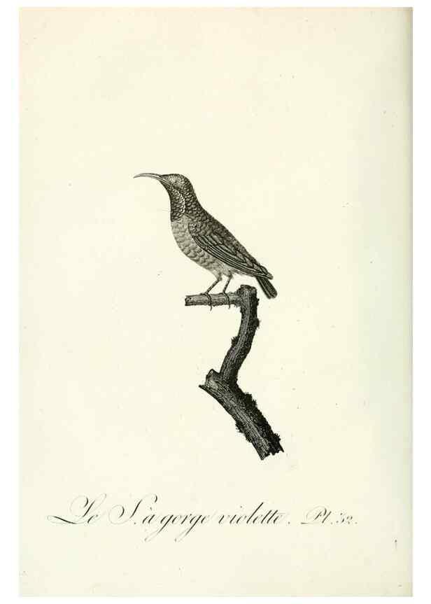 Reproducción/Reproduction 8221417672: Histoire naturelle et générale des grimpereaux et des oiseaux de paradis /. Paris :Desray ,an XI = 1802.