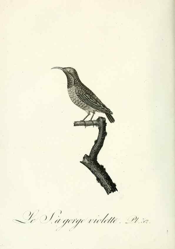 Reproducción/Reproduction 8221417672: Histoire naturelle et générale des grimpereaux et des oiseaux de paradis /. Paris :Desray ,an XI = 1802.