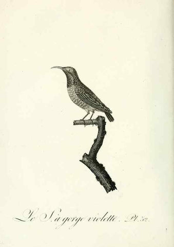 Reproducción/Reproduction 8221417672: Histoire naturelle et générale des grimpereaux et des oiseaux de paradis /. Paris :Desray ,an XI = 1802.