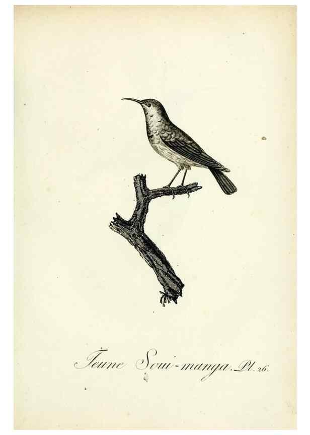 Reproducción/Reproduction 8221415004: Histoire naturelle et générale des grimpereaux et des oiseaux de paradis /. Paris :Desray ,an XI = 1802.