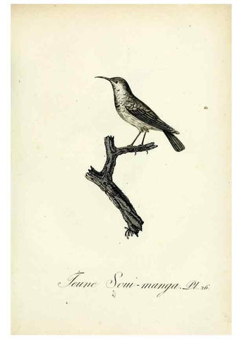 Reproducción/Reproduction 8221415004: Histoire naturelle et générale des grimpereaux et des oiseaux de paradis /. Paris :Desray ,an XI = 1802.