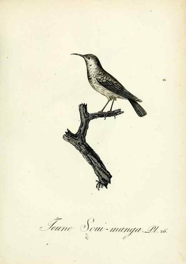 Reproducción/Reproduction 8221415004: Histoire naturelle et générale des grimpereaux et des oiseaux de paradis /. Paris :Desray ,an XI = 1802.