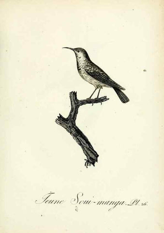Reproducción/Reproduction 8221415004: Histoire naturelle et générale des grimpereaux et des oiseaux de paradis /. Paris :Desray ,an XI = 1802.