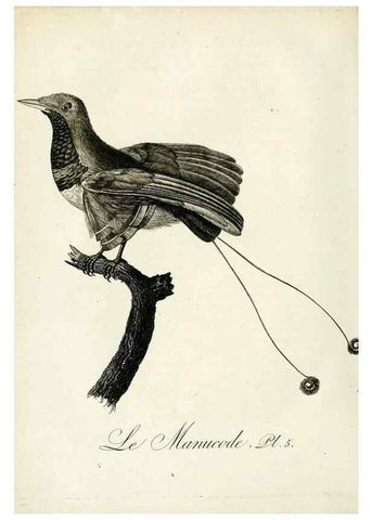 Reproducción/Reproduction 8220362453: Histoire naturelle et générale des grimpereaux et des oiseaux de paradis /. Paris :Desray ,an XI = 1802.