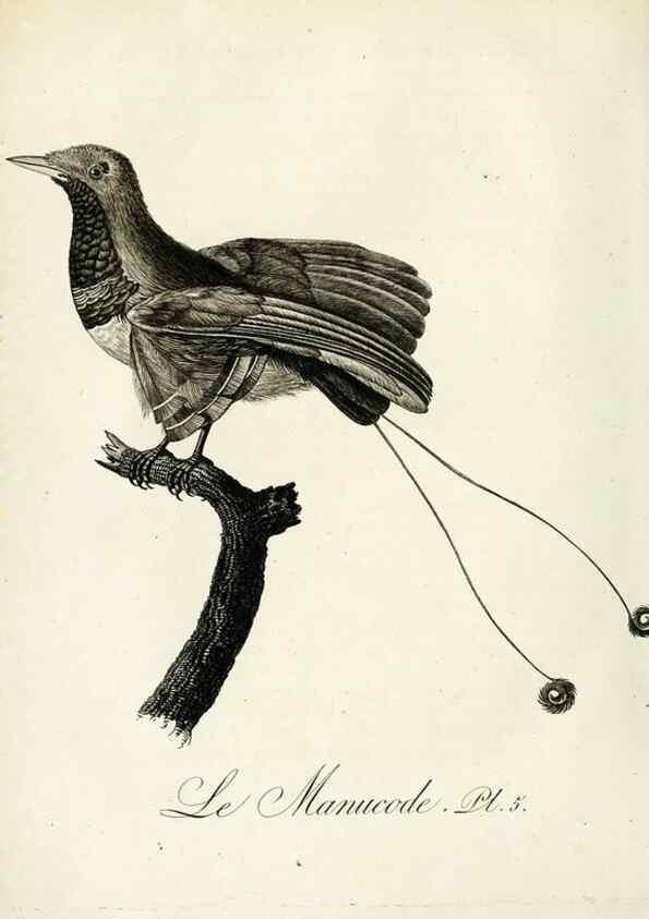 Reproducción/Reproduction 8220362453: Histoire naturelle et générale des grimpereaux et des oiseaux de paradis /. Paris :Desray ,an XI = 1802.