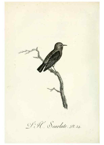 Reproducción/Reproduction 8220346129: Histoire naturelle et générale des grimpereaux et des oiseaux de paradis /. Paris :Desray ,an XI = 1802.
