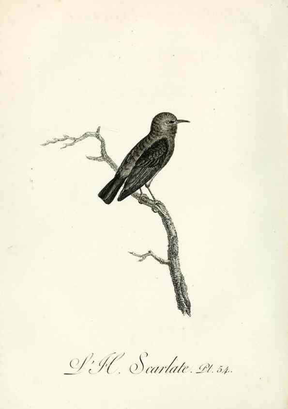 Reproducción/Reproduction 8220346129: Histoire naturelle et générale des grimpereaux et des oiseaux de paradis /. Paris :Desray ,an XI = 1802.