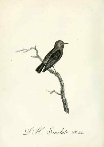 Reproducción/Reproduction 8220346129: Histoire naturelle et générale des grimpereaux et des oiseaux de paradis /. Paris :Desray ,an XI = 1802.
