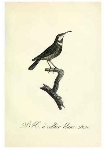 Reproducción/Reproduction 8220346895: Histoire naturelle et générale des grimpereaux et des oiseaux de paradis /. Paris :Desray ,an XI = 1802.