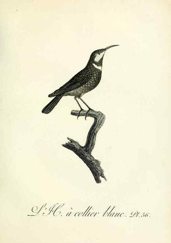 Reproducción/Reproduction 8220346895: Histoire naturelle et générale des grimpereaux et des oiseaux de paradis /. Paris :Desray ,an XI = 1802.