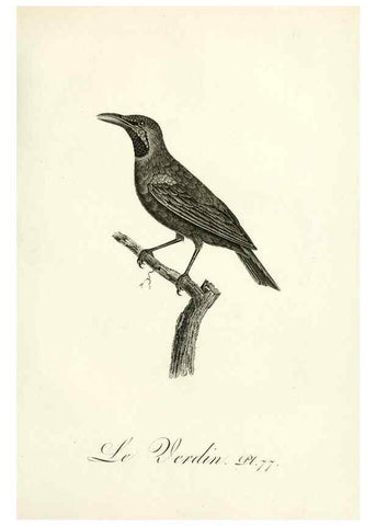 Reproducción/Reproduction 8220355665: Histoire naturelle et générale des grimpereaux et des oiseaux de paradis /. Paris :Desray ,an XI = 1802.