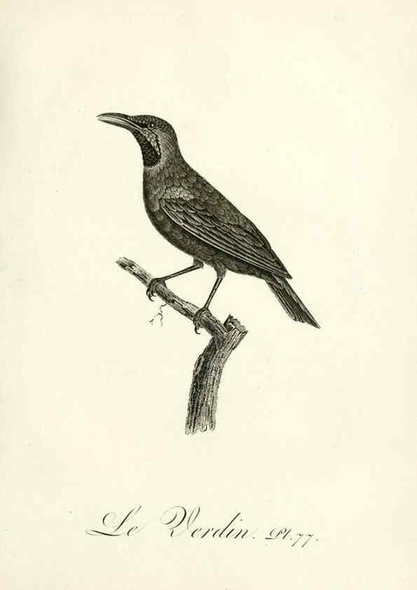 Reproducción/Reproduction 8220355665: Histoire naturelle et générale des grimpereaux et des oiseaux de paradis /. Paris :Desray ,an XI = 1802.