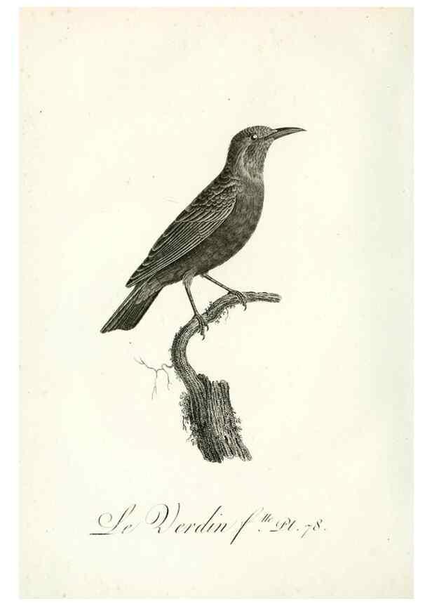 Reproducción/Reproduction 8221435836: Histoire naturelle et générale des grimpereaux et des oiseaux de paradis /. Paris :Desray ,an XI = 1802.