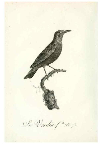 Reproducción/Reproduction 8221435836: Histoire naturelle et générale des grimpereaux et des oiseaux de paradis /. Paris :Desray ,an XI = 1802.