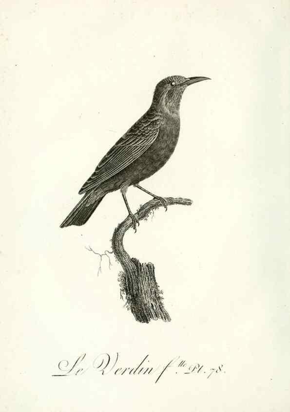 Reproducción/Reproduction 8221435836: Histoire naturelle et générale des grimpereaux et des oiseaux de paradis /. Paris :Desray ,an XI = 1802.