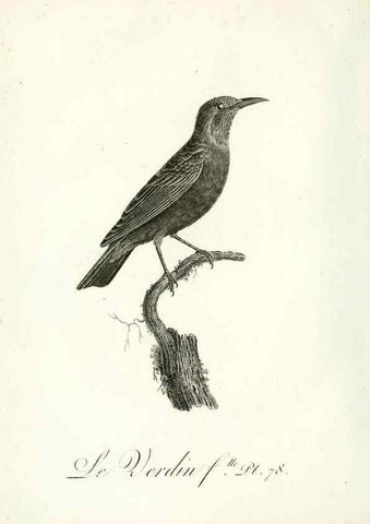 Reproducción/Reproduction 8221435836: Histoire naturelle et générale des grimpereaux et des oiseaux de paradis /. Paris :Desray ,an XI = 1802.