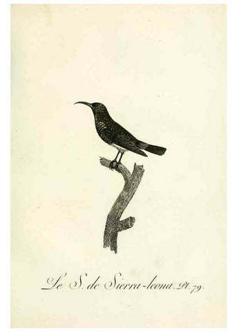 Reproducción/Reproduction 8220356397: Histoire naturelle et générale des grimpereaux et des oiseaux de paradis /. Paris :Desray ,an XI = 1802.