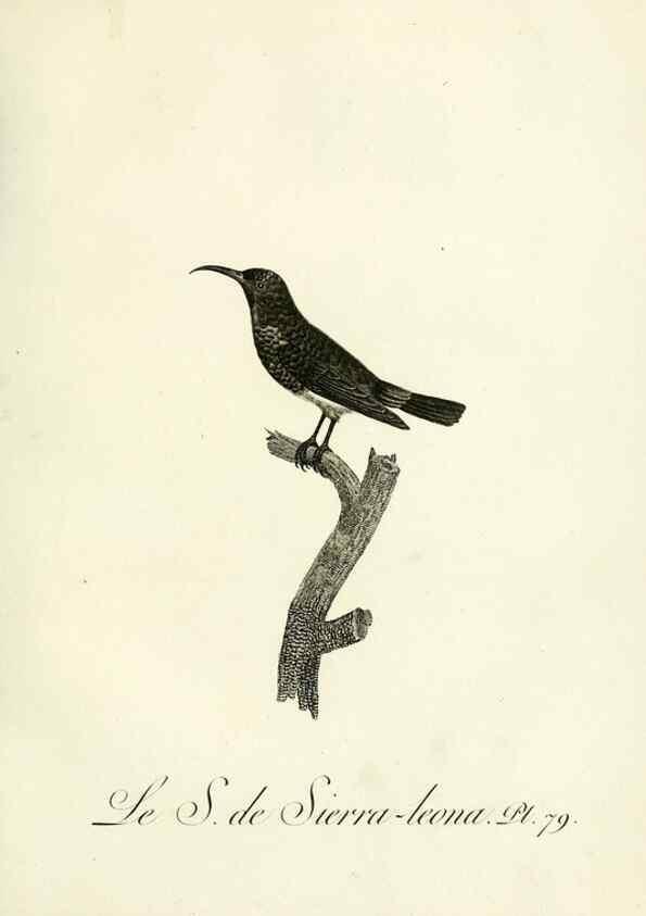 Reproducción/Reproduction 8220356397: Histoire naturelle et générale des grimpereaux et des oiseaux de paradis /. Paris :Desray ,an XI = 1802.