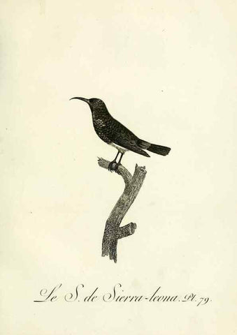 Reproducción/Reproduction 8220356397: Histoire naturelle et générale des grimpereaux et des oiseaux de paradis /. Paris :Desray ,an XI = 1802.