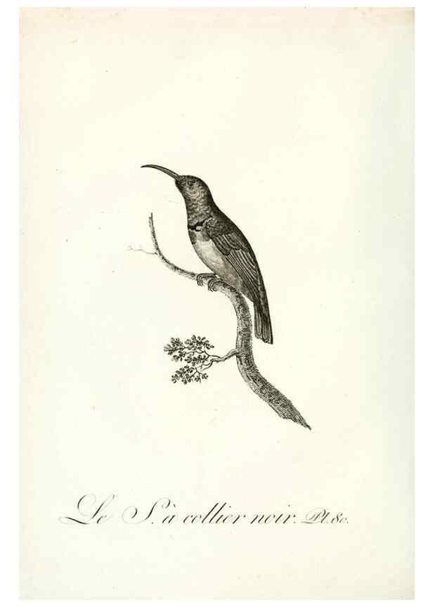 Reproducción/Reproduction 8220356811: Histoire naturelle et générale des grimpereaux et des oiseaux de paradis /. Paris :Desray ,an XI = 1802.