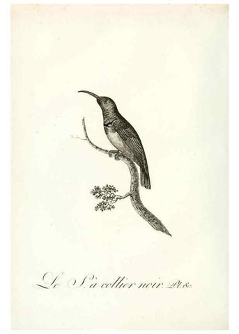 Reproducción/Reproduction 8220356811: Histoire naturelle et générale des grimpereaux et des oiseaux de paradis /. Paris :Desray ,an XI = 1802.