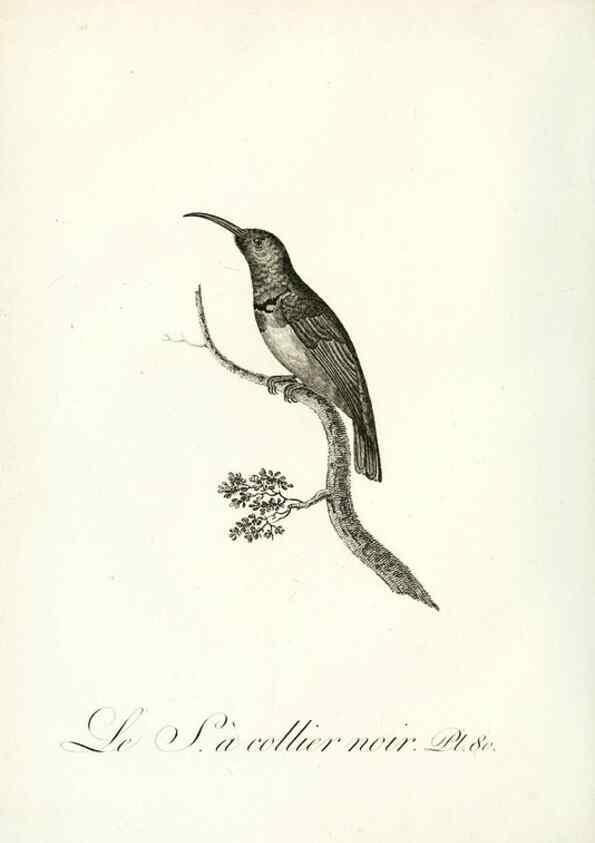 Reproducción/Reproduction 8220356811: Histoire naturelle et générale des grimpereaux et des oiseaux de paradis /. Paris :Desray ,an XI = 1802.