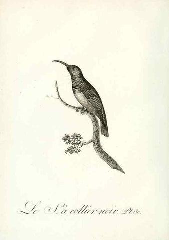 Reproducción/Reproduction 8220356811: Histoire naturelle et générale des grimpereaux et des oiseaux de paradis /. Paris :Desray ,an XI = 1802.