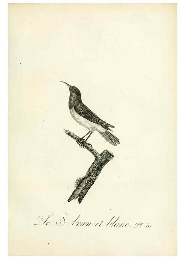 Reproducción/Reproduction 8220357127: Histoire naturelle et générale des grimpereaux et des oiseaux de paradis /. Paris :Desray ,an XI = 1802.