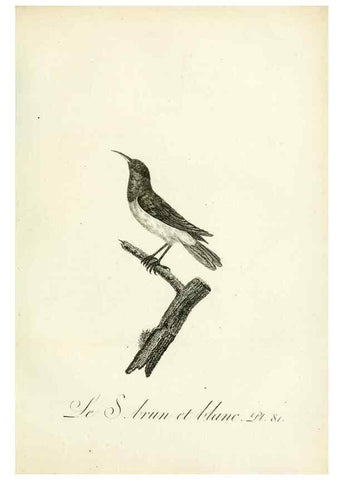 Reproducción/Reproduction 8220357127: Histoire naturelle et générale des grimpereaux et des oiseaux de paradis /. Paris :Desray ,an XI = 1802.