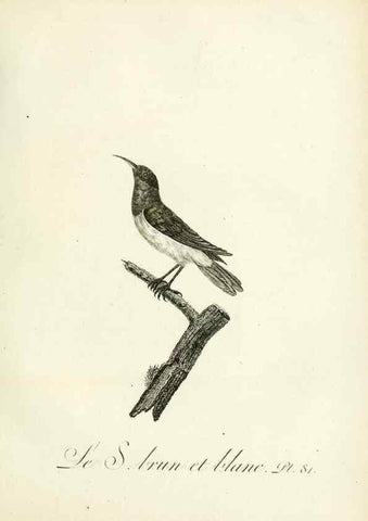 Reproducción/Reproduction 8220357127: Histoire naturelle et générale des grimpereaux et des oiseaux de paradis /. Paris :Desray ,an XI = 1802.