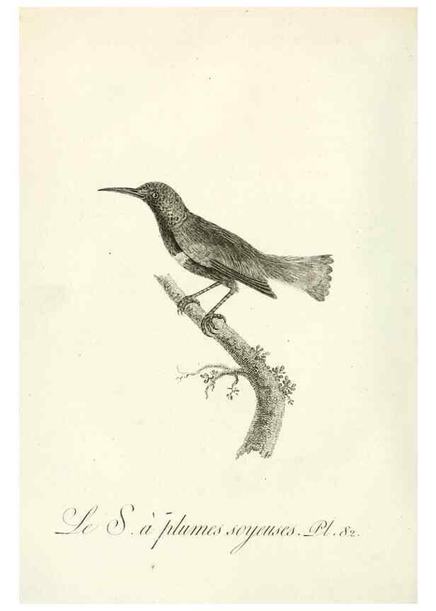 Reproducción/Reproduction 8220357453: Histoire naturelle et générale des grimpereaux et des oiseaux de paradis /. Paris :Desray ,an XI = 1802.