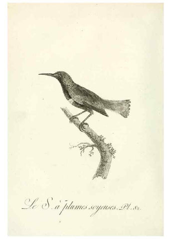 Reproducción/Reproduction 8220357453: Histoire naturelle et générale des grimpereaux et des oiseaux de paradis /. Paris :Desray ,an XI = 1802.