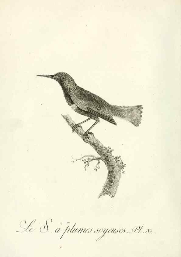 Reproducción/Reproduction 8220357453: Histoire naturelle et générale des grimpereaux et des oiseaux de paradis /. Paris :Desray ,an XI = 1802.