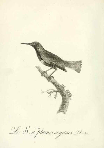 Reproducción/Reproduction 8220357453: Histoire naturelle et générale des grimpereaux et des oiseaux de paradis /. Paris :Desray ,an XI = 1802.
