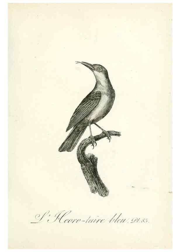 Reproducción/Reproduction 8221437618: Histoire naturelle et générale des grimpereaux et des oiseaux de paradis /. Paris :Desray ,an XI = 1802.