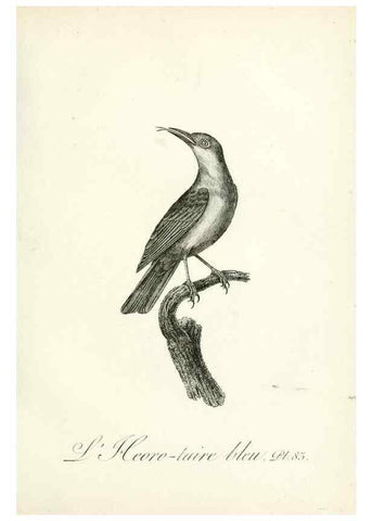 Reproducción/Reproduction 8221437618: Histoire naturelle et générale des grimpereaux et des oiseaux de paradis /. Paris :Desray ,an XI = 1802.