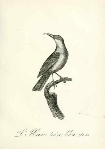 Reproducción/Reproduction 8221437618: Histoire naturelle et générale des grimpereaux et des oiseaux de paradis /. Paris :Desray ,an XI = 1802.