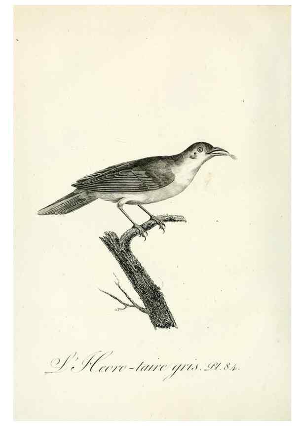 Reproducción/Reproduction 8221438182: Histoire naturelle et générale des grimpereaux et des oiseaux de paradis /. Paris :Desray ,an XI = 1802.