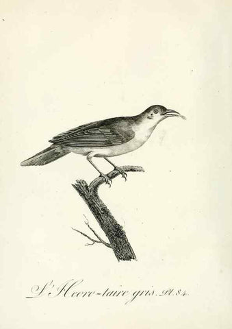 Reproducción/Reproduction 8221438182: Histoire naturelle et générale des grimpereaux et des oiseaux de paradis /. Paris :Desray ,an XI = 1802.