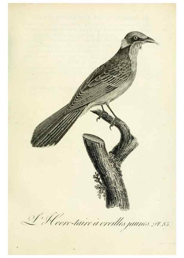 Reproducción/Reproduction 8220358841: Histoire naturelle et générale des grimpereaux et des oiseaux de paradis /. Paris :Desray ,an XI = 1802.