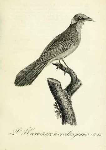 Reproducción/Reproduction 8220358841: Histoire naturelle et générale des grimpereaux et des oiseaux de paradis /. Paris :Desray ,an XI = 1802.